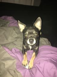 Lost Male Dog last seen Marathon Modesto Gas next to Outback on Sisk Road, Modesto, CA 95350