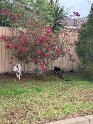Found/Stray Male Dog last seen À la vuelta de circle K, Brownsville, TX 78526