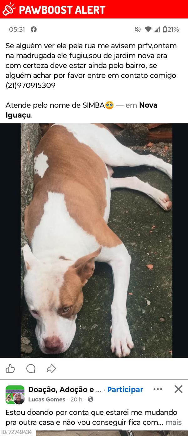 Lost Male Dog last seen Rua melgaço jardim nova era número 100 , Jardim Nova Era, RJ 26266-060