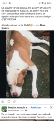 Lost Male Dog last seen Rua melgaço jardim nova era número 100 , Jardim Nova Era, RJ 26266-060