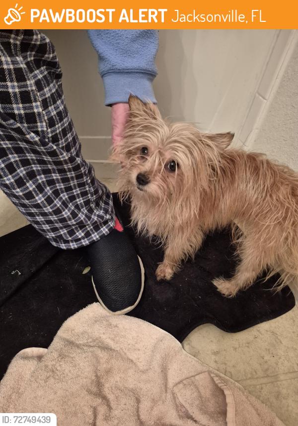 Found/Stray Male Dog last seen Brookwood Forest blvd, Jacksonville, FL 32225