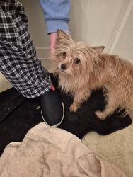 Found/Stray Male Dog last seen Brookwood Forest blvd, Jacksonville, FL 32225