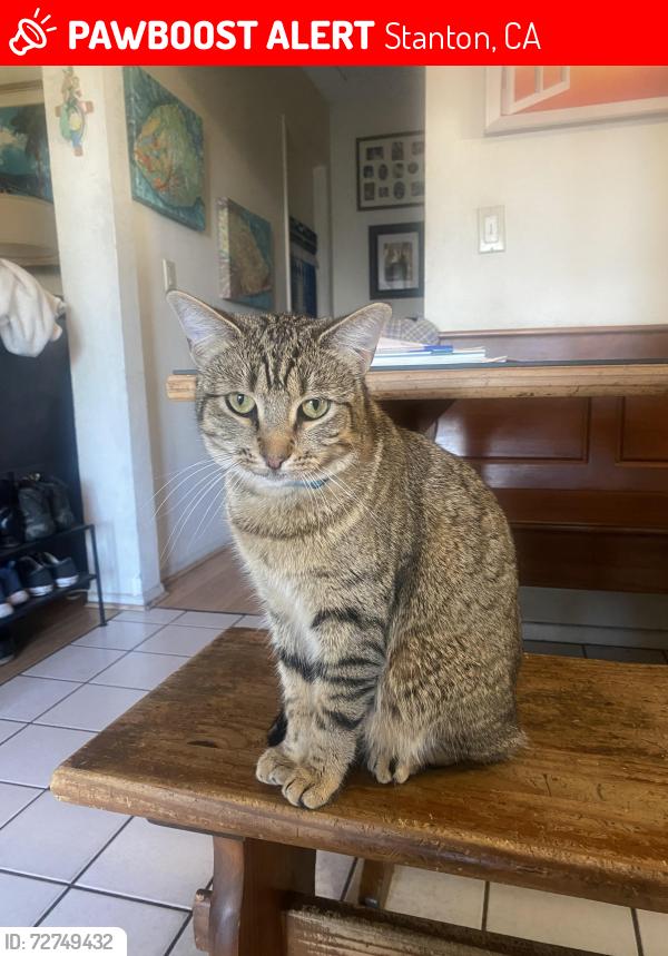Lost Male Cat last seen Dale and Chapman, Stanton, CA 90680