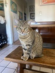 Lost Male Cat last seen Dale and Chapman, Stanton, CA 90680