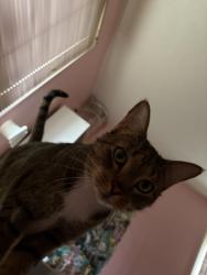 Lost Male Cat last seen Joyce dr, Crestwood, KY 40014