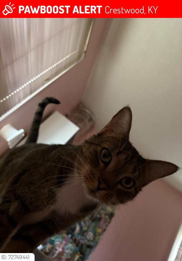 Lost Male Cat last seen Joyce dr, Crestwood, KY 40014