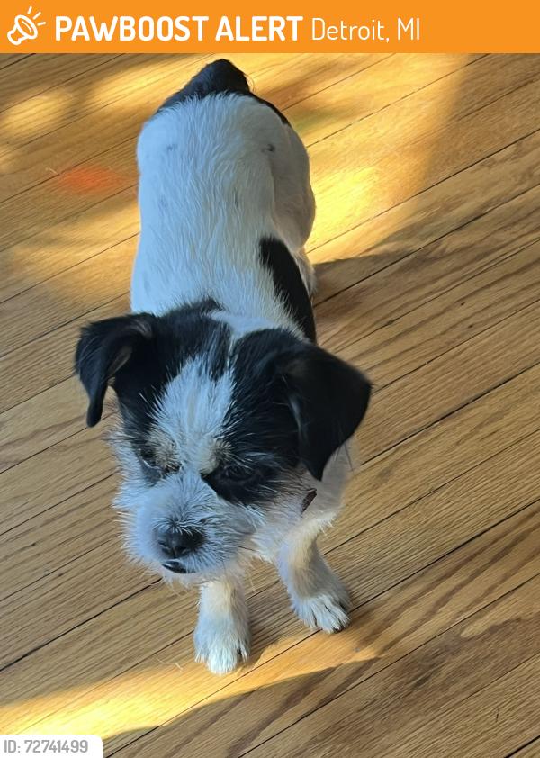 Found/Stray Male Dog last seen Parkside & Santa Maria, Detroit, MI 48221