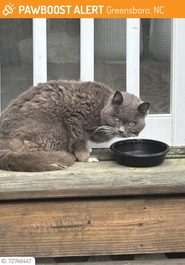 Found/Stray Female Cat last seen Chesterton Drive, Greensboro, NC 27406