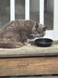 Found/Stray Female Cat last seen Chesterton Drive, Greensboro, NC 27406