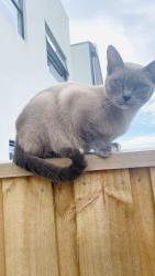Lost Female Cat last seen Wollert, Wollert, VIC 3750
