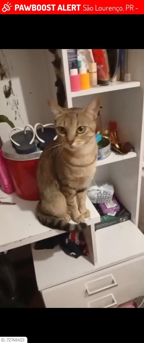 Lost Female Cat last seen Distribuidora Renata , São Lourenço, PR 82130-150