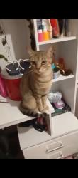 Lost Female Cat last seen Distribuidora Renata , São Lourenço, PR 82130-150