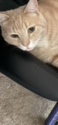 Lost Male Cat last seen Santa palmia , cottl rd , San Jose, CA 95119