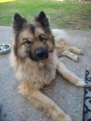 Found/Stray Male Dog last seen Mckissick park, McKinney, TX 75071