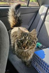 Found/Stray Unknown Cat last seen Elevation Church, Charlotte, NC 28277
