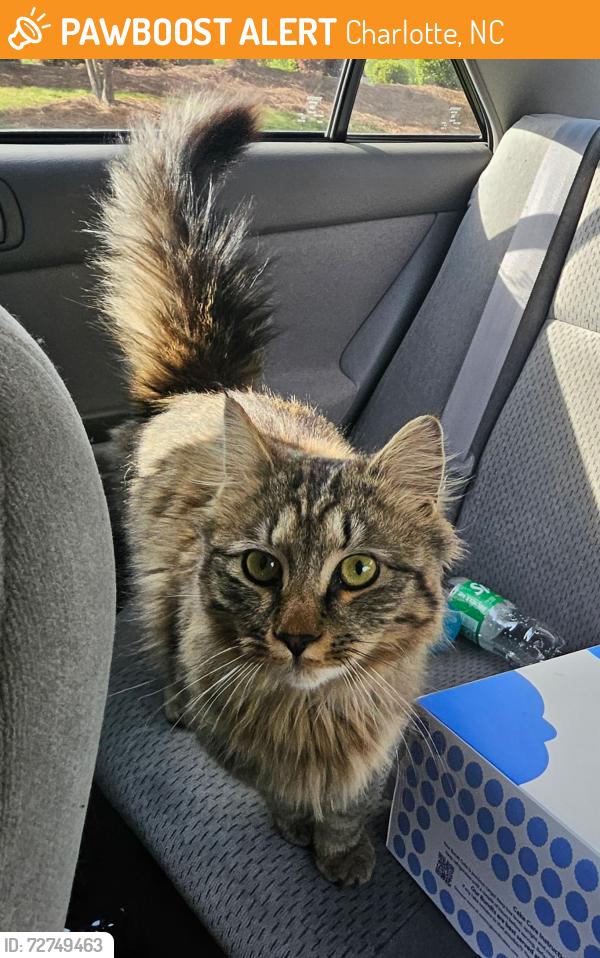 Found/Stray Unknown Cat last seen Elevation Church, Charlotte, NC 28277