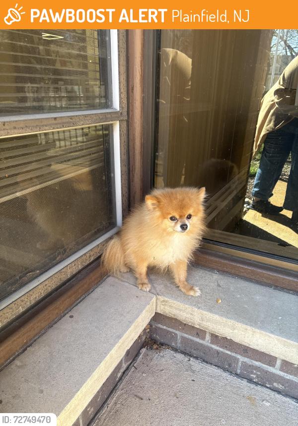 Found/Stray Male Dog last seen Near park Ave Plainfield NJ 07060, Plainfield, NJ 07060
