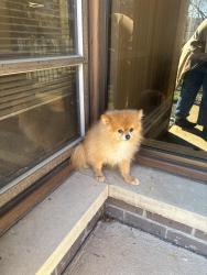 Found/Stray Male Dog last seen Near park Ave Plainfield NJ 07060, Plainfield, NJ 07060