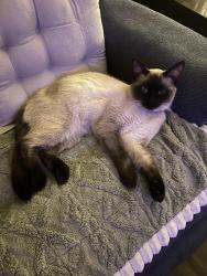 Lost Male Cat last seen 2nd st. and Parade st, Erie, PA 16507