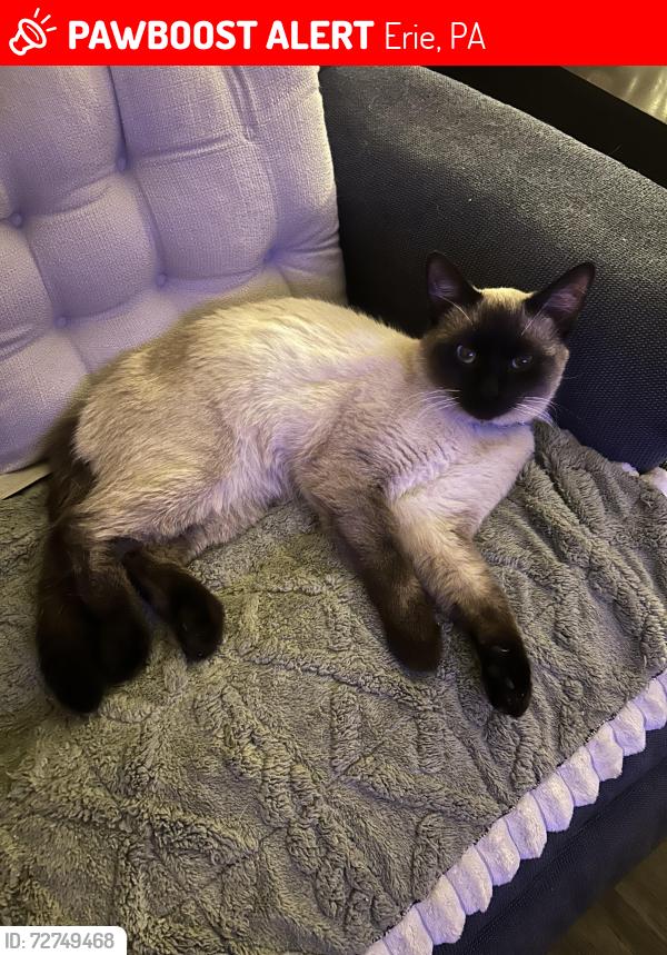 Lost Male Cat last seen 2nd st. and Parade st, Erie, PA 16507