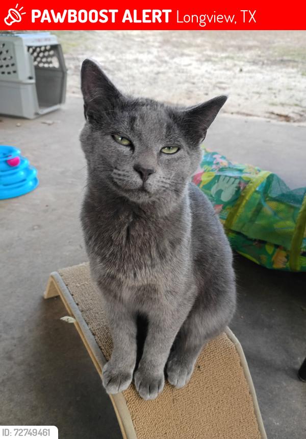 Lost Male Cat last seen Near Church Street, Longview, TX 75605