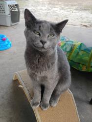 Lost Male Cat last seen Near Church Street, Longview, TX 75605