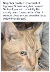 Lost Male Cat last seen Alvin Drive near the BP station, Carroll County, GA 30117