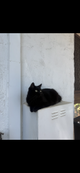 Lost Female Cat last seen Near golfview street Yokine , Yokine, WA 6060