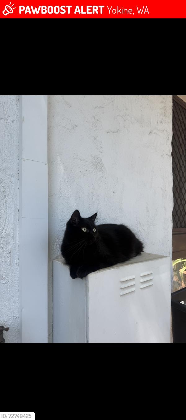 Lost Female Cat last seen Near golfview street Yokine , Yokine, WA 6060