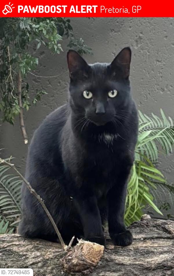 Lost Male Cat last seen Bougainvillea est, Pretoria, GP 0182