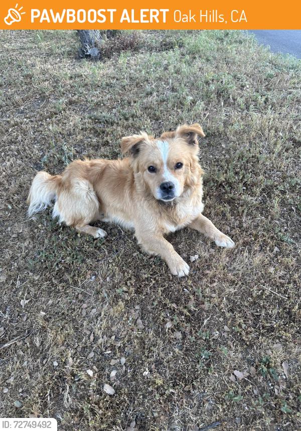 Found/Stray Male Dog last seen Emerson and Oak Hills Road, Oak Hills, CA 92344