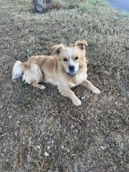 Found/Stray Male Dog last seen Emerson and Oak Hills Road, Oak Hills, CA 92344