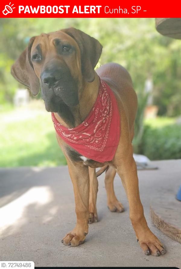 Lost Female Dog last seen Estrada rural, Cunha, SP 12530-000
