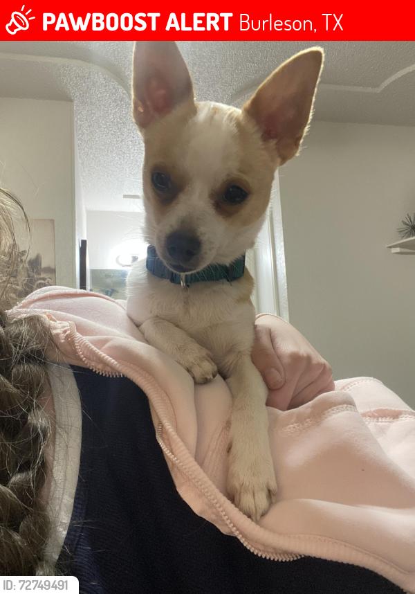 Lost Male Dog last seen Escaped through back fence, running through neighbors backyards, Burleson, TX 76028