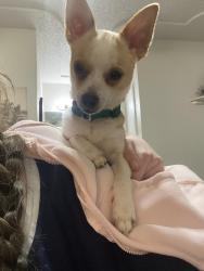 Lost Male Dog last seen Escaped through back fence, running through neighbors backyards, Burleson, TX 76028