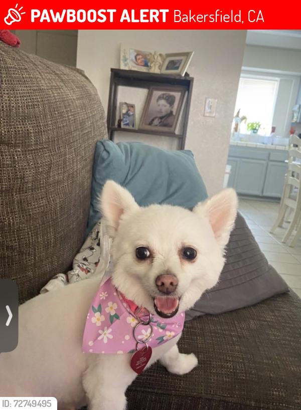 Lost Female Dog last seen Panama Ln and S H St , Bakersfield, CA 93304