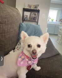 Lost Female Dog last seen Panama Ln and S H St , Bakersfield, CA 93304