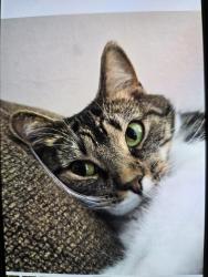 Lost Female Cat last seen Woodridge Veterinarian, Fairfield, OH 45014