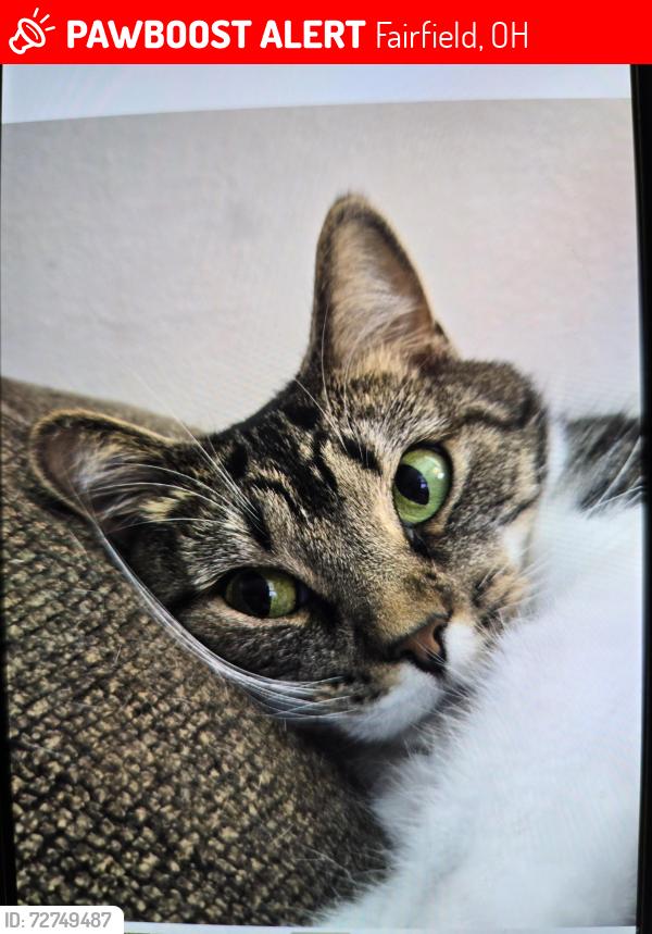 Lost Female Cat last seen Woodridge Veterinarian, Fairfield, OH 45014