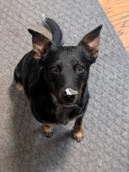 Lost Male Dog last seen NW 9th and NW Applewood St, Ankeny, IA 50023