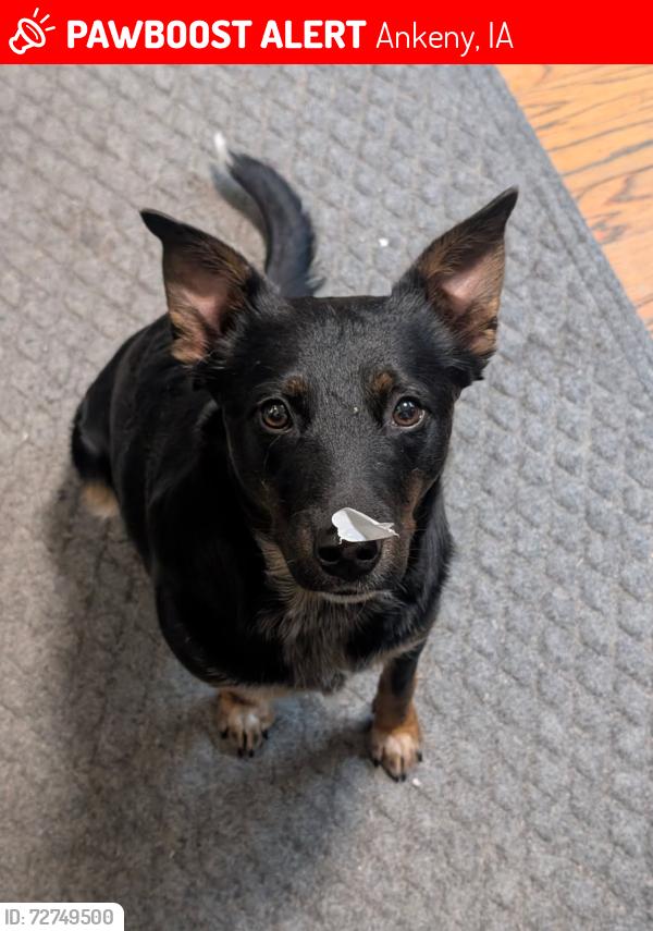 Lost Male Dog last seen NW 9th and NW Applewood St, Ankeny, IA 50023