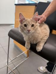 Lost Male Cat last seen charleston and sloan, Sunrise Manor, NV 89142