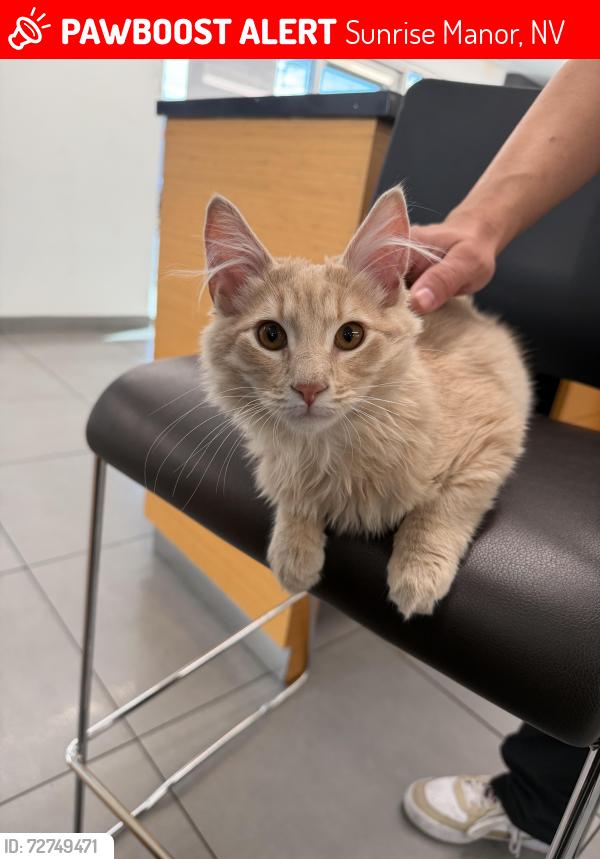 Lost Male Cat last seen charleston and sloan, Sunrise Manor, NV 89142