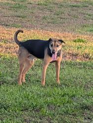 Found/Stray Male Dog last seen Allen Park elementary School , Fort Myers, FL 33901