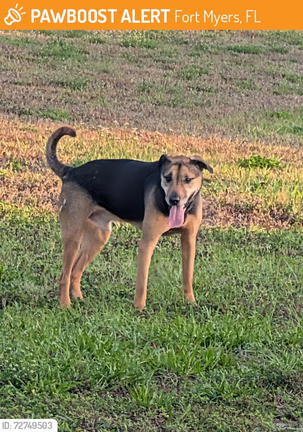 Found/Stray Male Dog last seen Allen Park elementary School , Fort Myers, FL 33901