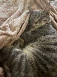 Lost Male Cat last seen Golden creek off of gillispie st , Fayetteville, NC 28306