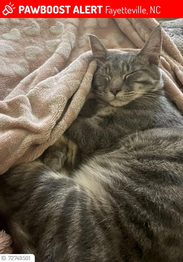 Lost Male Cat last seen Golden creek off of gillispie st , Fayetteville, NC 28306