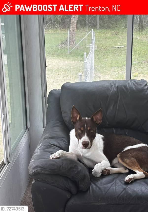 Lost Male Dog last seen Plantation/Chinquapin Chapel Rd, Trenton, NC 28585
