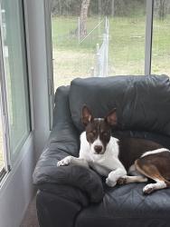 Lost Male Dog last seen Plantation/Chinquapin Chapel Rd, Trenton, NC 28585