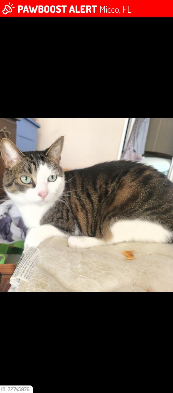 Lost Male Cat last seen Near section of Papaya Circle , Micco, FL 32976